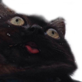 :blep: :blep: